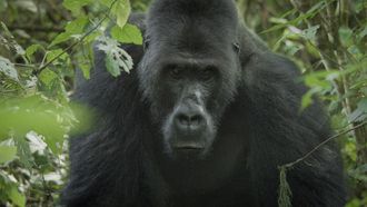 Episode 1 Silverback