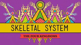 Episode 30 Skeletal System