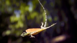 Episode 14 Spiny-Tailed Iguana