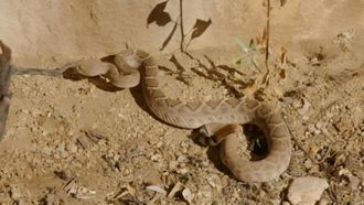 Episode 11 Robert & The Rattlesnakes