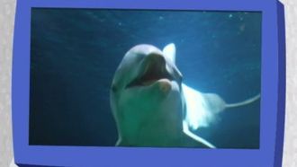 Episode 8 The Small Fork Is For Dessert (Unless You're A Dolphin)