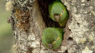 Episode 5 Secret Creatures of The Andes