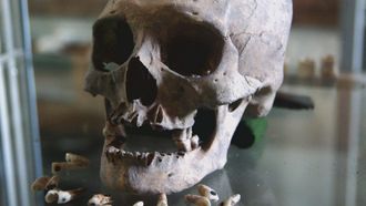 Episode 3 Mystery Fossil of Madagascar