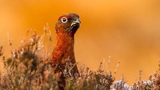 Episode 1 The Pembrokeshire Coast: A Wild Year