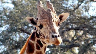 Episode 2 Giraffe Swap
