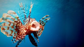 Episode 15 Ocean Invaders