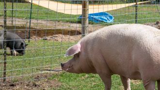 Episode 9 Pig and Small