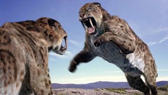 Episode 5 Sabre Tooth