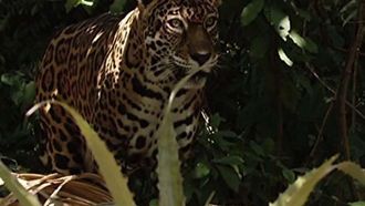 Episode 5 Costa Rica