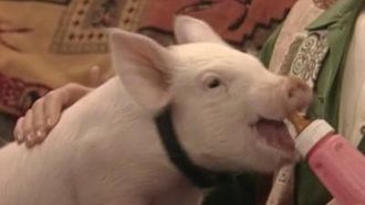 Episode 6 This Little Piggy