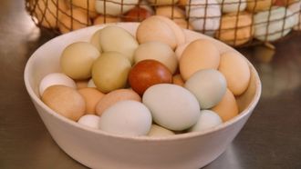 Episode 3 How to Properly Cook an Egg
