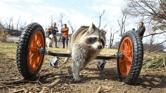 Episode 2 Raccoon-ing and Rolling