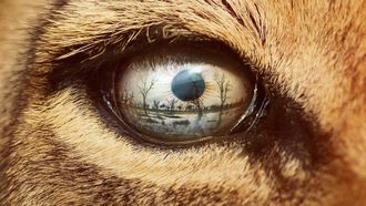 Episode 3 Lion