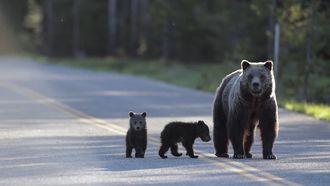 Episode 3 Saving Europe's Bears