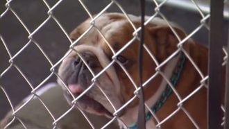 Episode 14 Pups on Parole and Eton & Dolly