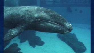 Episode 3 Whale of a Tale