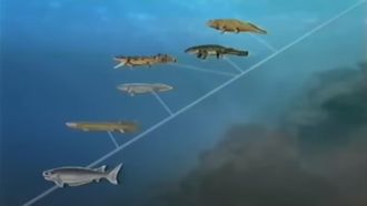 Episode 5 The Missing Link