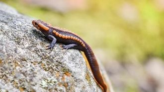 Episode 20 Crocodile Newt