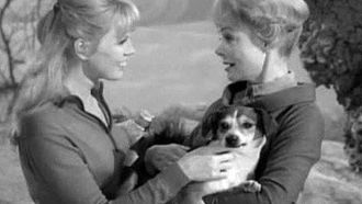 Episode 13 One of Our Dogs Is Missing