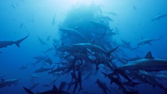 Episode 1 The Ocean's Great Predators