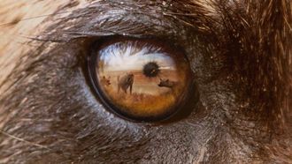 Episode 5 Wild Dogs