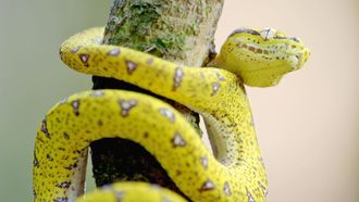 Episode 1 Snakes