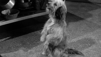 Episode 6 My Dog the Actor