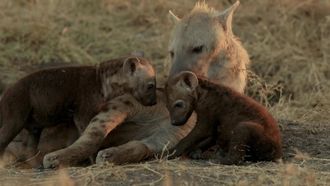 Episode 13 Hyena