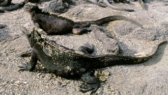 Episode 1 Galapagos