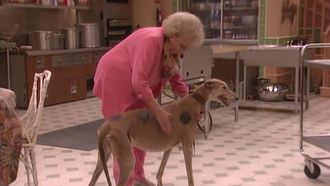 Episode 19 A New Leash on Life