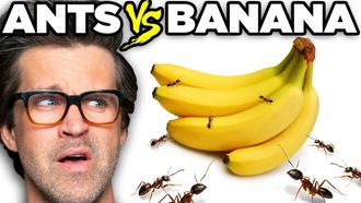 Episode 80 Ants vs. Food (Game)