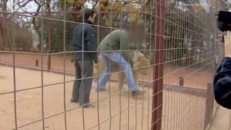 Episode 5 Animals