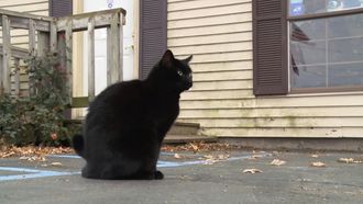 Episode 5 New Cats on the Block