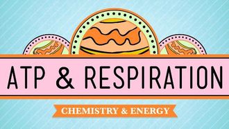 Episode 7 ATP & Respiration