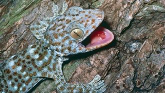 Episode 18 Tokay Gecko