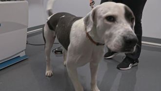 Episode 4 Mission Paw-ssible?