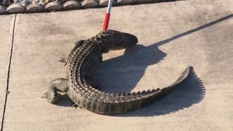 Episode 13 See You Later Alligator