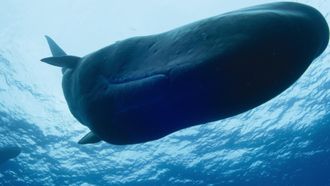 Episode 2 Giants of the Deep
