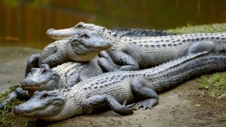 Episode 9 Robert's Alligator Feeding Frenzy