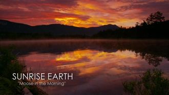 Episode 1 Moose in the Morning