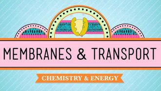 Episode 5 Membranes & Transport