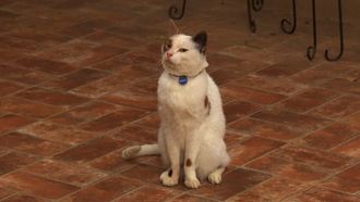Episode 22 Cat with a Blog