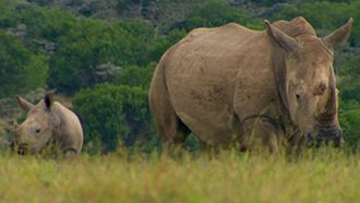Episode 2 Northern White Rhino