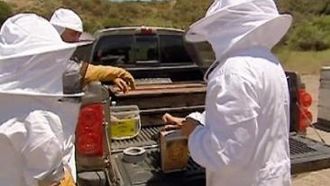 Episode 5 To Bee or Not to Bee