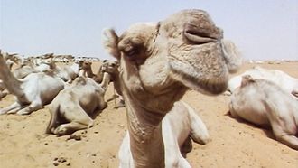 Episode 4 Shifting Sands