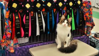 Episode 4 Kitty Fashion Plates and NYC's Best Mousers