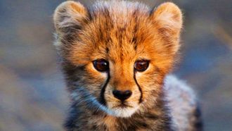 Episode 1 Safari Babies