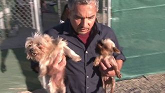 Episode 15 Inside Puppy Mills