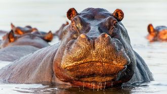 Episode 3 Very Hungry Hippos