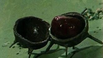 Episode 11 The Conkering Hero